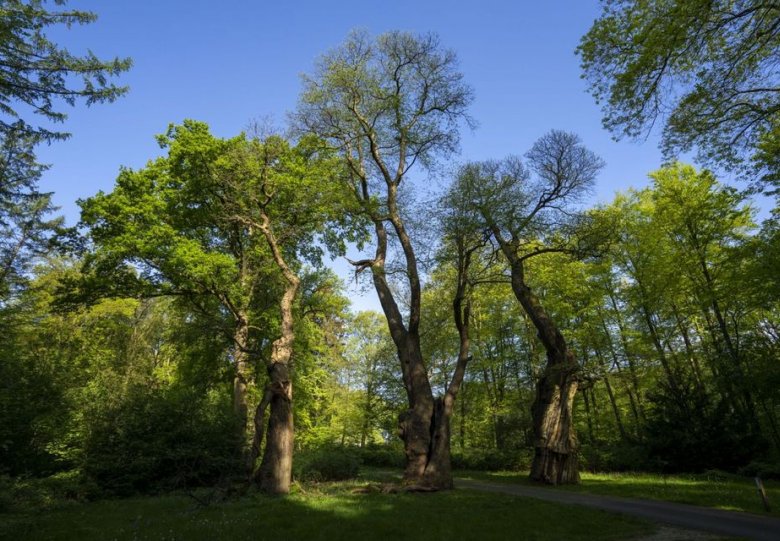 Kunstroute Arnhemse Bomen Vertellen